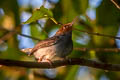 Ashy Tailorbird Orthotomus ruficeps cineraceus