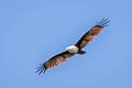 Brahminy Kite Haliastur indus intermedius