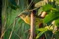 Brown-throated Sunbird Anthreptes malacensis malacensis