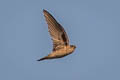 Germain's Swiftlet Aerodramus germani germani