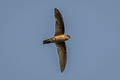 Germain's Swiftlet Aerodramus germani germani