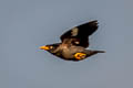 Javan Myna Acridotheres javanicus