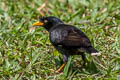 Javan Myna Acridotheres javanicus