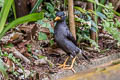 Javan Myna Acridotheres javanicus