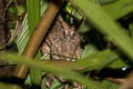 Sunda Scops Owl Otus lempiji cnephaeus