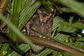 Sunda Scops Owl Otus lempiji cnephaeus