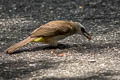 Yellow-vented Bulbul Pycnonotus goiavier analis