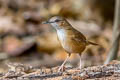 Abbott's Babbler Malacocincla abbotti abbotti