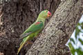 Alexandrine Parakeet Psittacula eupatria siamensis