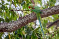 Alexandrine Parakeet Psittacula eupatria siamensis