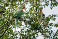 Alexandrine Parakeet Psittacula eupatria siamensis