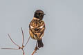 Amur Stonechat Saxicola stejnegeri (Stejneger's Stonechat)