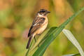 Amur Stonechat Saxicola stejnegeri (Stejneger's Stonechat)