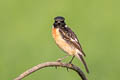 Amur Stonechat Saxicola stejnegeri (Stejneger's Stonechat)