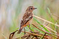 Amur Stonechat Saxicola stejnegeri (Stejneger's Stonechat)