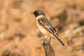 Amur Stonechat Saxicola stejnegeri (Stejneger's Stonechat)