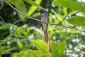 Amur Paradise Flycatcher Terpsiphone incei