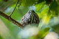 Annam Limestone Babbler Gypsophila annamensis