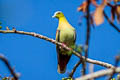 Ashy-headed Green Pigeon Treron phayrei phayrei