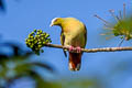 Ashy-headed Green Pigeon Treron phayrei phayrei