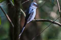 Ashy Drongo Dicrurus leucophaeus mouhoti