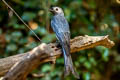 Ashy Drongo Dicrurus leucophaeus leucogenis