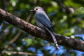 Ashy Drongo Dicrurus leucophaeus salangensis