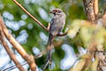 Ashy Drongo Dicrurus leucophaeus bondi