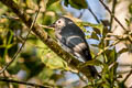 Ashy Drongo Dicrurus leucophaeus salangensis