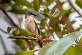 Ashy Minivet Pericrocotus divaricatus 