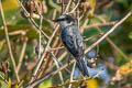 Ashy Minivet Pericrocotus divaricatus 