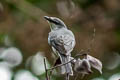 Ashy Minivet Pericrocotus divaricatus 