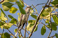 Ashy Minivet Pericrocotus divaricatus 