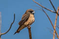 Ashy Woodswallow Artamus fuscus