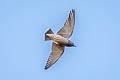 Ashy Woodswallow Artamus fuscus