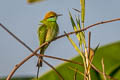 Asian Green Bee-eater Merops orientalis ferrugeiceps