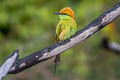 Asian Green Bee-eater Merops orientalis ferrugeiceps