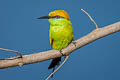 Asian Green Bee-eater Merops orientalis ferrugeiceps