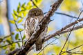 Asian Barred Owlet Glaucidium cuculoides bruegeli