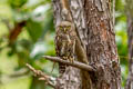 Asian Barred Owlet Glaucidium cuculoides bruegeli