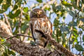 Asian Barred Owlet Glaucidium cuculoides bruegeli