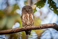 Asian Barred Owlet Glaucidium cuculoides bruegeli