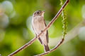 Asian Brown Flycatcher Muscicapa dauurica dauurica