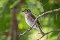 Asian Brown Flycatcher Muscicapa dauurica dauurica