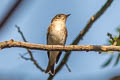 Asian Brown Flycatcher Muscicapa dauurica dauurica