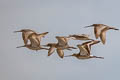 Asian Dowitcher Limnodromus semipalmatus