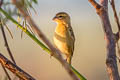 Asian Golden Weaver Ploceus hypoxanthus hypoxanthus