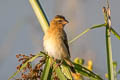 Asian Golden Weaver Ploceus hypoxanthus hypoxanthus