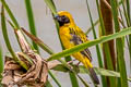 Asian Golden Weaver Ploceus hypoxanthus hypoxanthus