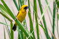 Asian Golden Weaver Ploceus hypoxanthus hypoxanthus